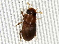Pleuraphodius lewisi