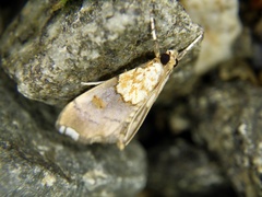 Agrotera nemoralis