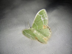 Comibaena nigromacularia