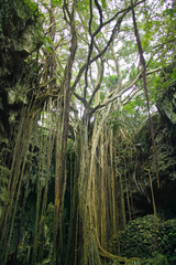 Ficus microcarpa