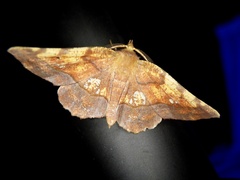 Garaeus specularis