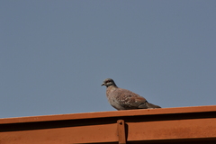 Columba guinea