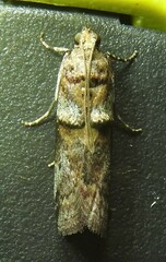 Conobathra hemichlaena