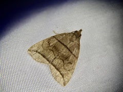Herminia grisealis