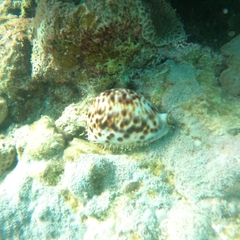 Cypraea tigris