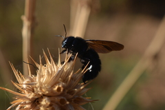Xylocopa