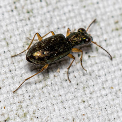 Asaphidion