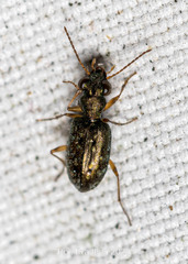 Asaphidion