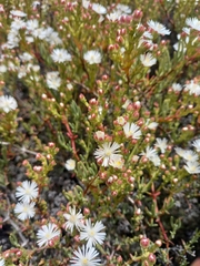 Ruschia multiflora