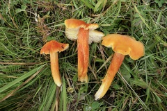 Hygrocybe intermedia