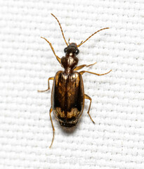 Tetragonoderus