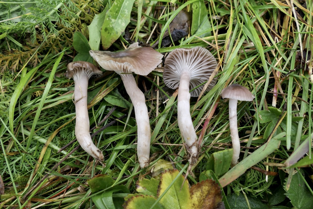 Cuphophyllus roseascens