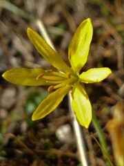 Narcissus cavanillesii