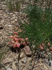 Astragalus suprapilosus
