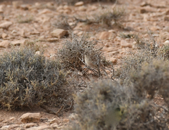 Chersophilus duponti