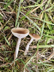 Cuphophyllus colemannianus