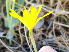 Narcissus cavanillesii