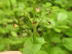 Scrophularia nodosa