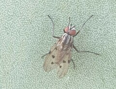 Anthomyia punctipennis
