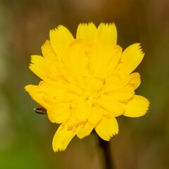 Hypochaeris glabra
