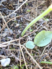 Narcissus cavanillesii