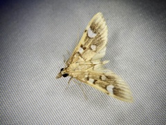 Cotachena alysoni