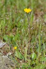 Hypochaeris glabra