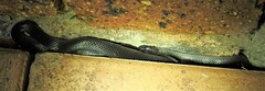 Cryptophis nigrescens