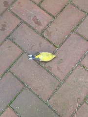 Setophaga palmarum hypochrysea