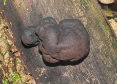 Daldinia concentrica