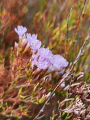Limonium scabrum