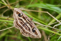 Spirama helicina