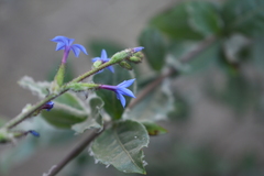 Plumbago caerulea