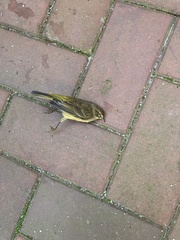 Setophaga palmarum hypochrysea