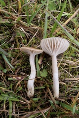 Cuphophyllus colemannianus