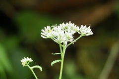 Eupatorium makinoi