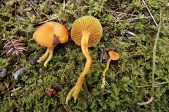 Hygrocybe insipida