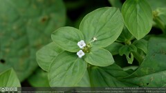 Spermacoce latifolia