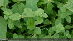 Spermacoce latifolia