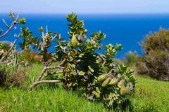 Gomphocarpus cancellatus