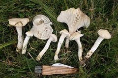 Cuphophyllus pratensis pallidus