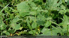 Spermacoce latifolia