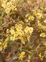 Hammada articulata