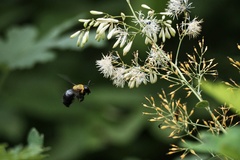 Xylocopa appendiculata circumvolans