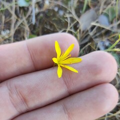 Narcissus cavanillesii