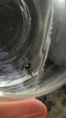 Platycryptus californicus