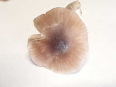 Cuphophyllus roseascens