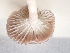 Cuphophyllus roseascens