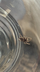Platycryptus californicus