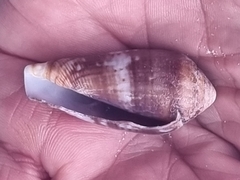 Conus mozambicus